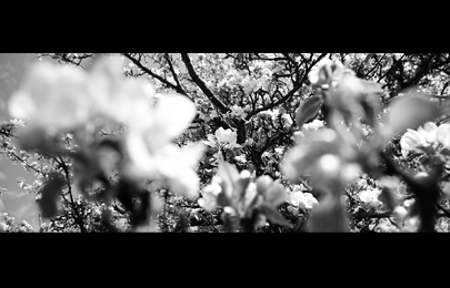 BLACK FOREST - WHITE LIGHTS.